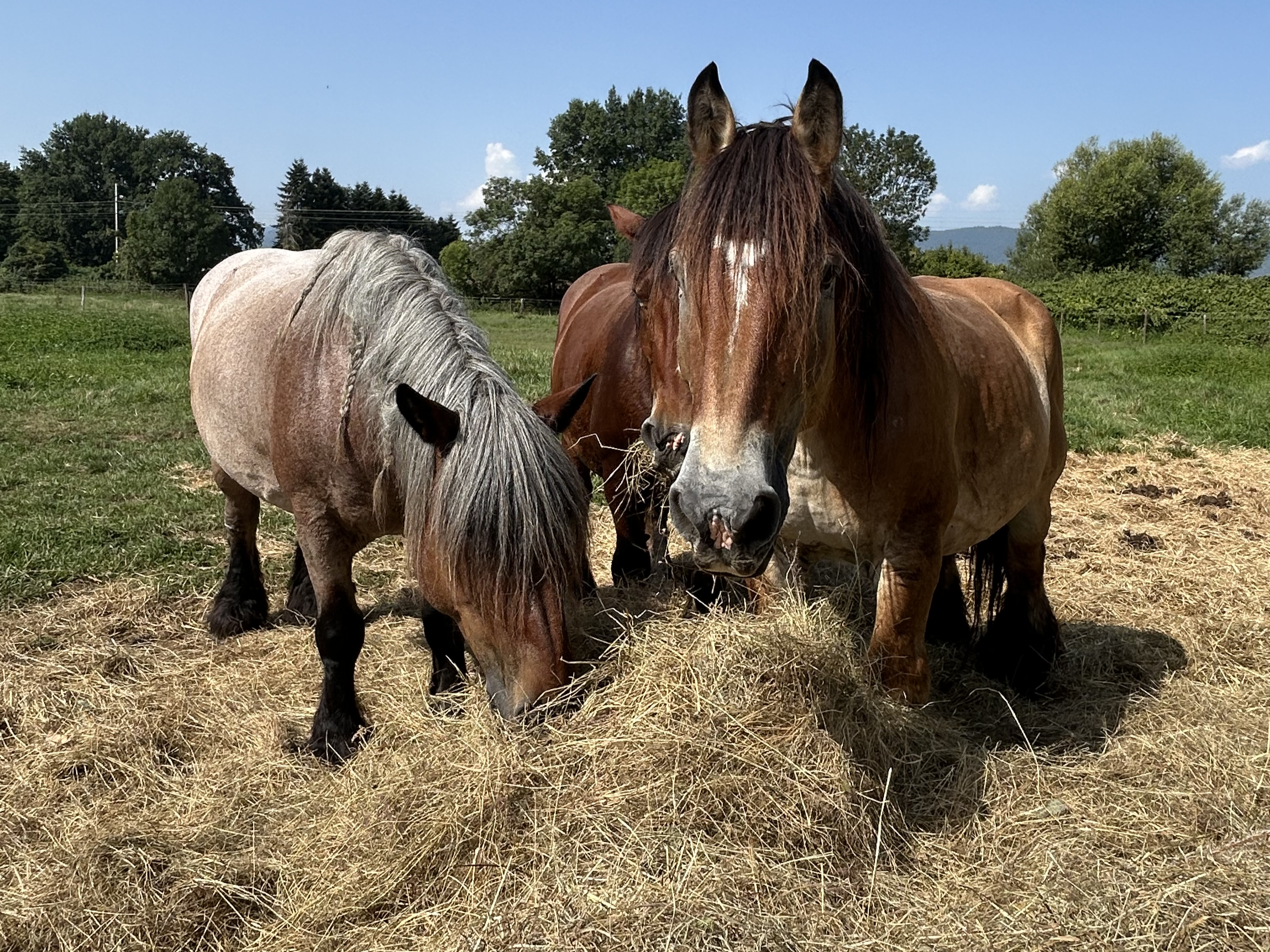 La Grange de l'Oncle Charles