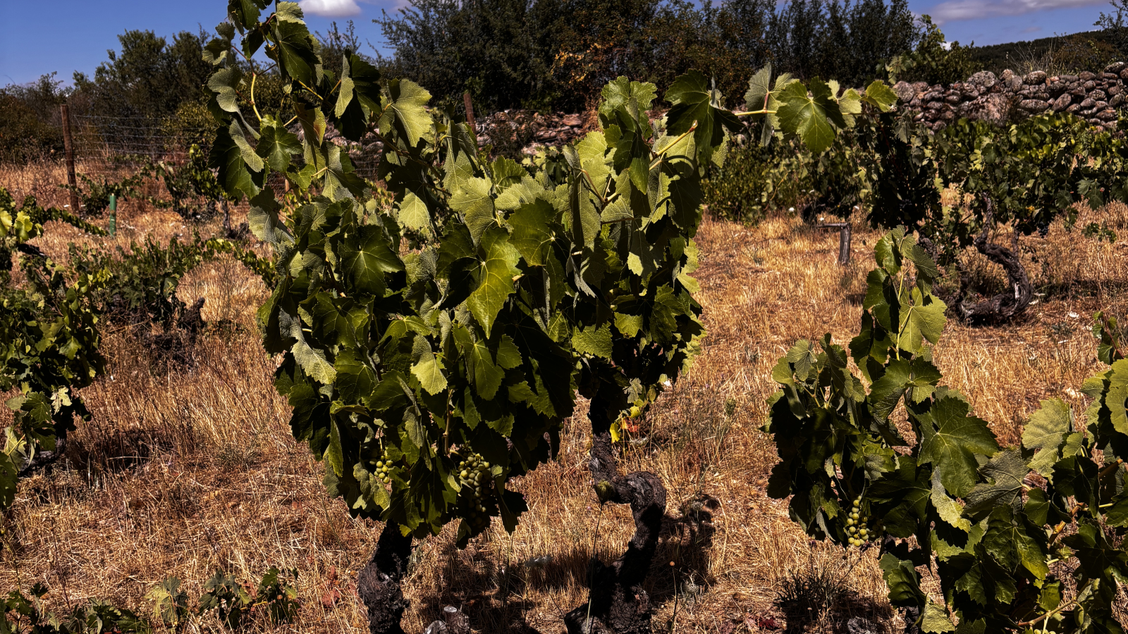 Vinos El Serbal - Adrián Alonso Camarero