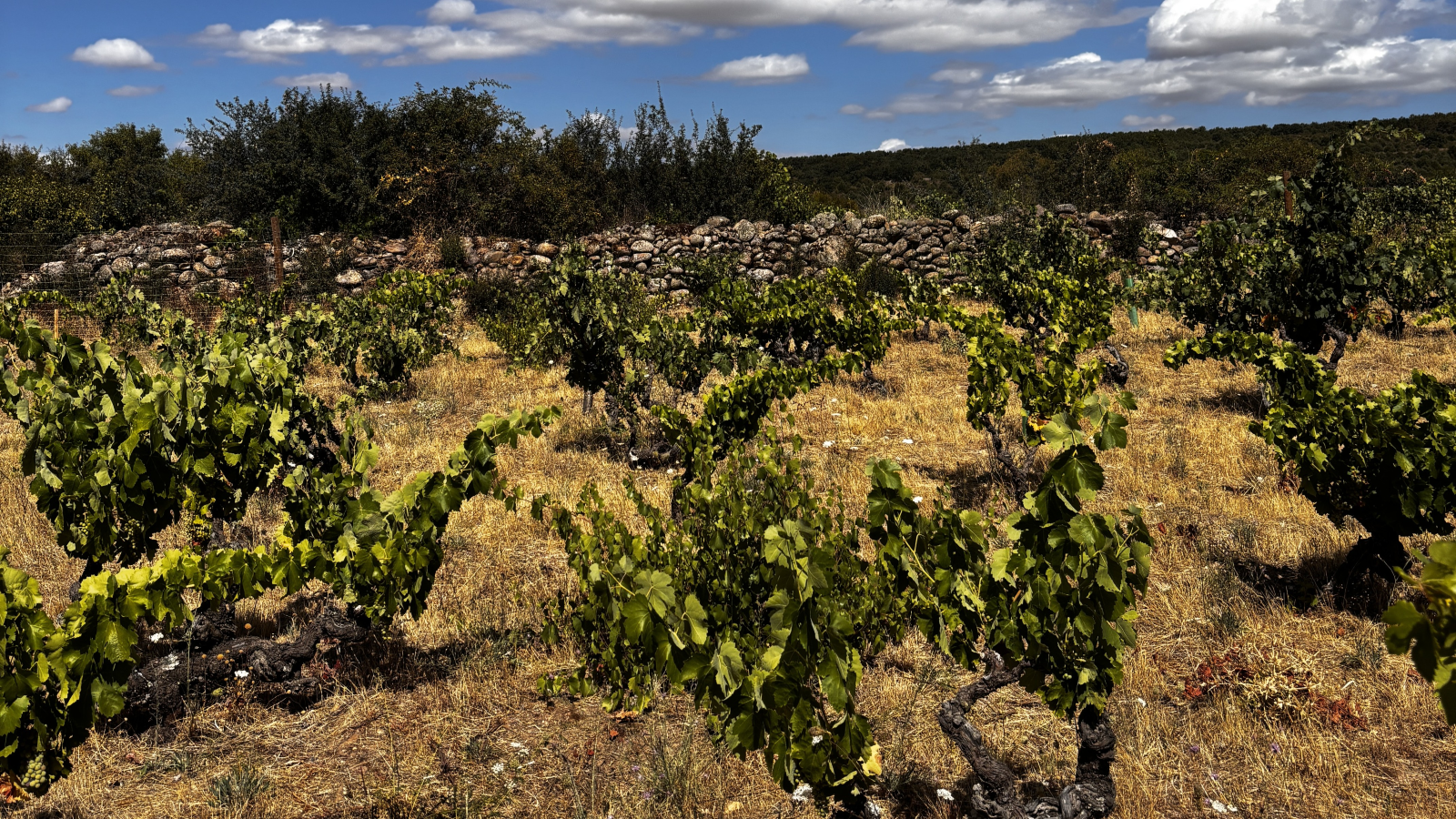 Vinos El Serbal - Adrián Alonso Camarero