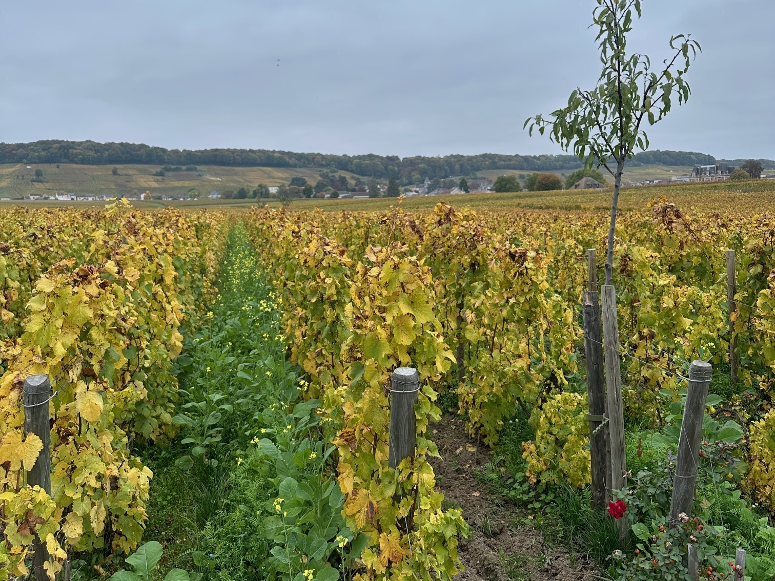 Domaine La Rogerie - Alsace