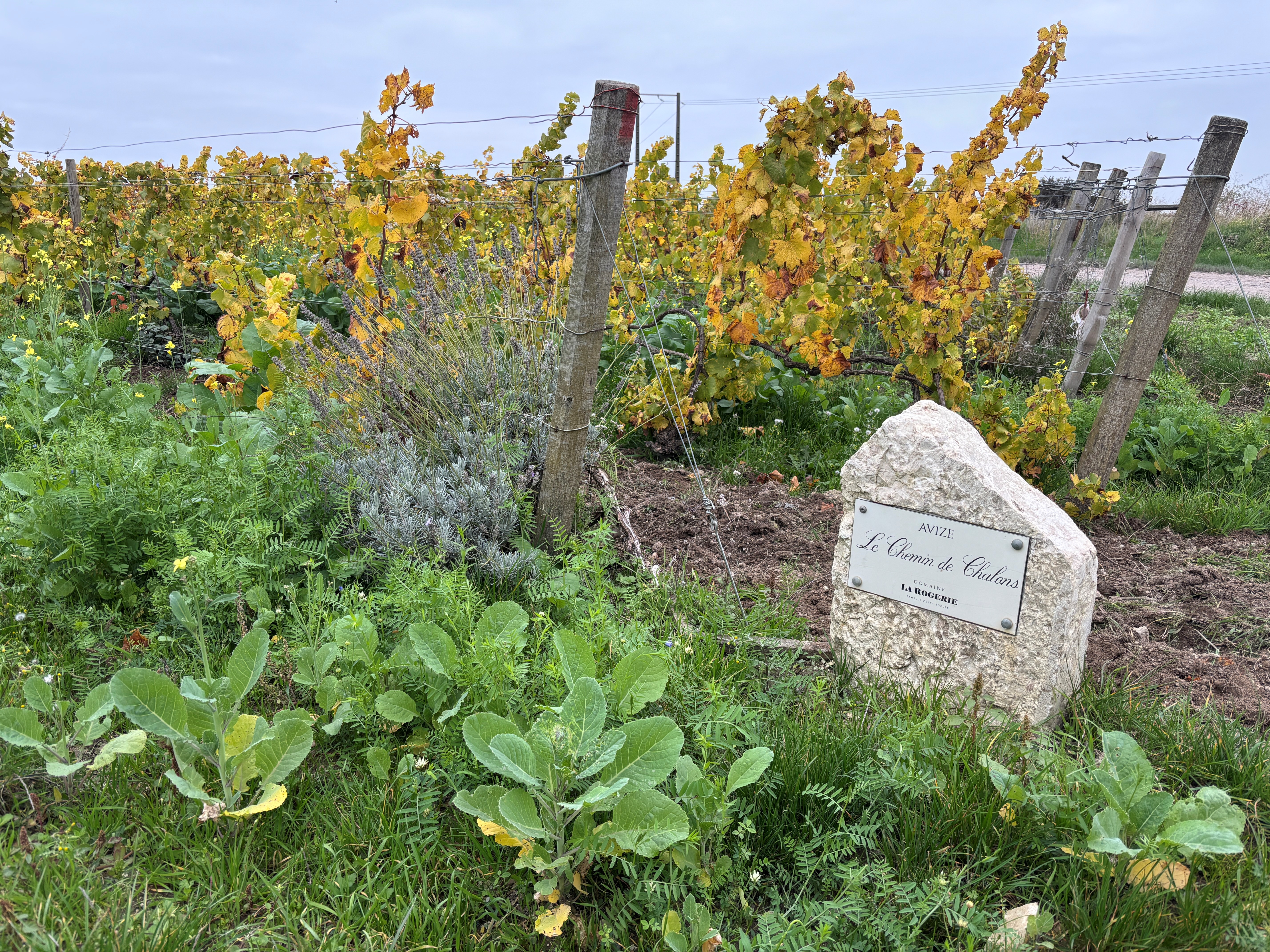 Domaine La Rogerie - Alsace